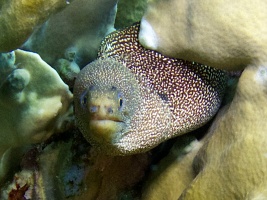 Goldentail Moray Eel IMG 7042